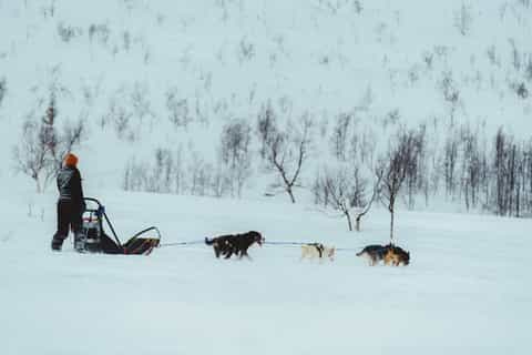 Tromsø: Hundekjøring og besøk til Ice Domes