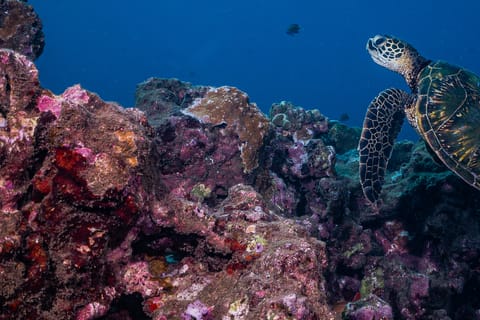 Maui: Small Group Shark and Turtle Dive for Certified Divers