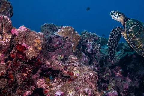 Maui: Immersione con squali e tartarughe in piccolo gruppo da riva