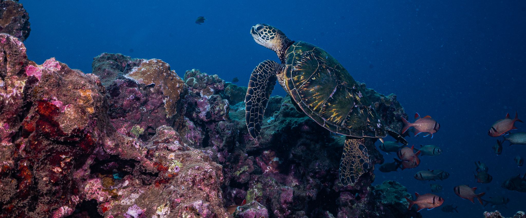 Maui: Hai- und Schildkröten-Tauchgang in kleiner Gruppe vom Ufer aus