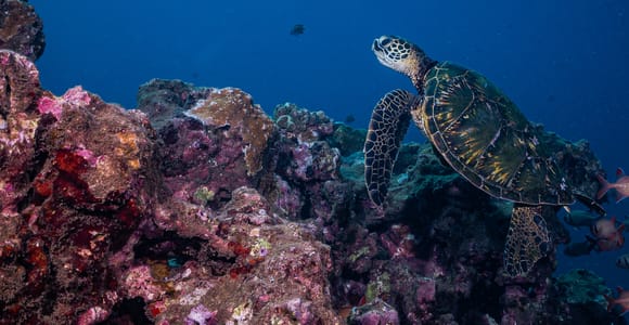 Maui: Small Group Shark & Turtle Scuba Dive from Shore