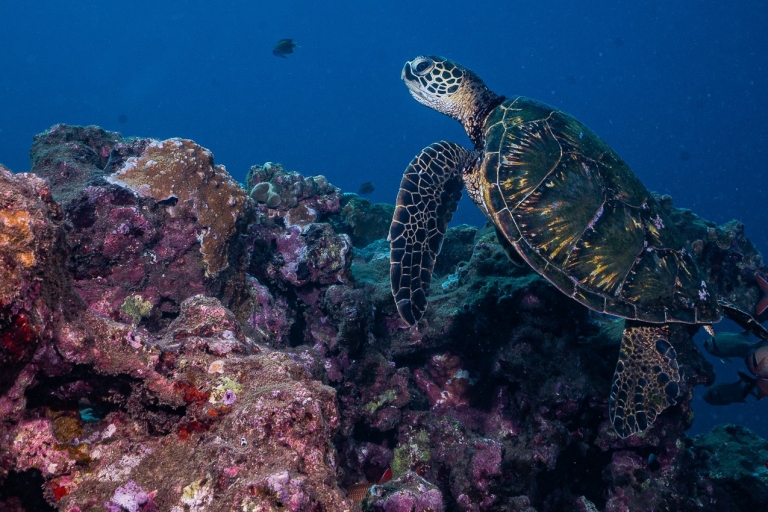 Maui: Kleingruppen-Tauchgang zu Haien und Schildkröten für zertifizierte Taucher