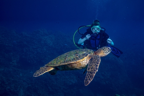 Maui: buceo en grupos pequeños con tiburones y tortugas para buceadores certificados