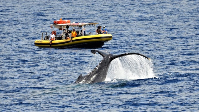 Lahaina: Excursión de un día o al atardecer para avistar ballenas con naturalista