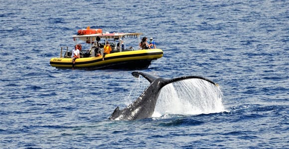 Lahaina: Day or Sunset Whale Watching Tour with Naturalist