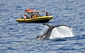 Lahaina: Day or Sunset Whale Watching Tour with Naturalist