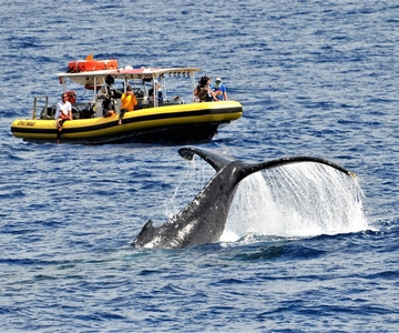 Lahaina: Day or Sunset Whale Watching Tour with Naturalist