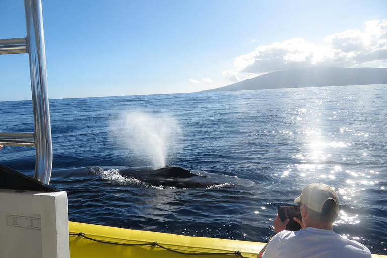 Lahaina: Day or Sunset Whale Watching Tour with Naturalist Sunset Tour