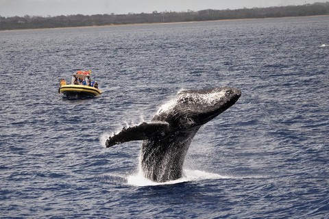 Lahaina: Day or Sunset Whale Watching Tour with Naturalist Sunset Tour