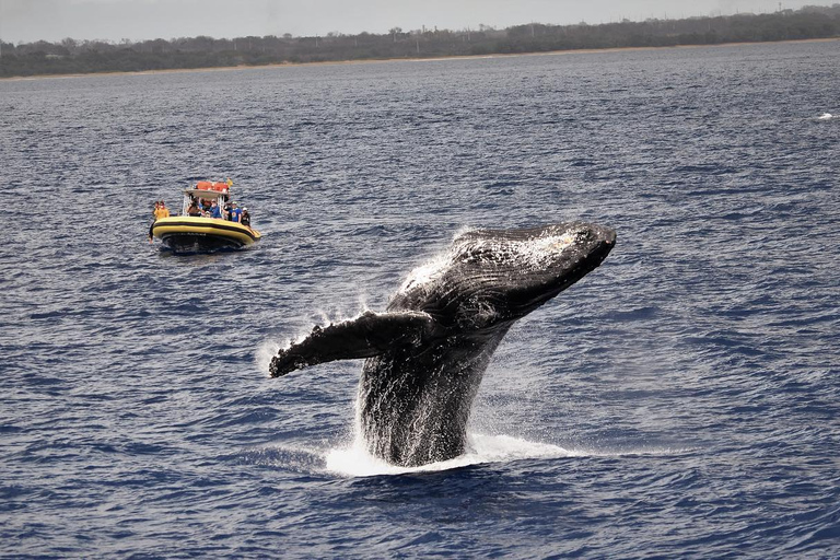 Lahaina: Day or Sunset Whale Watching Tour with Naturalist Sunset Tour
