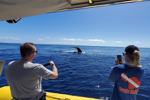 Lahaina: Day or Sunset Whale Watching Tour with Naturalist Sunset Tour