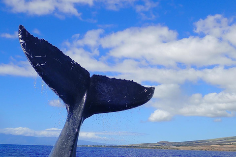 Lahaina: Day or Sunset Whale Watching Tour with Naturalist Sunset Tour
