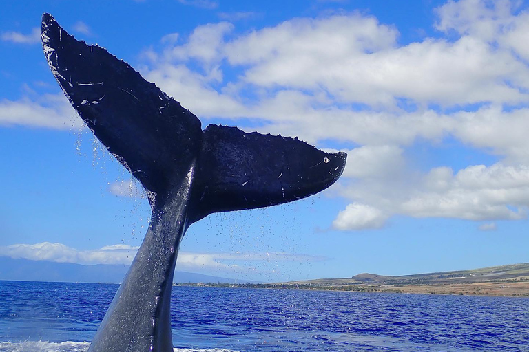 Lahaina: Day or Sunset Whale Watching Tour with Naturalist Sunset Tour