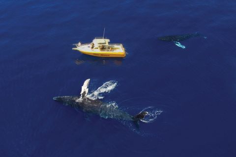 Hafen von Lahaina: Tagesausflug zur Beobachtung von Buckelwalen