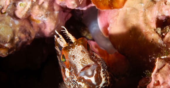 Tossa de Mar: Mar Menuda Dive Trip for Certified Divers