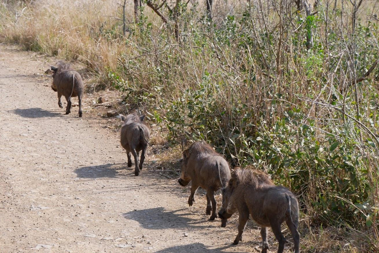 Safari de lujo de 2 días por el Parque Nacional de Pilanesberg