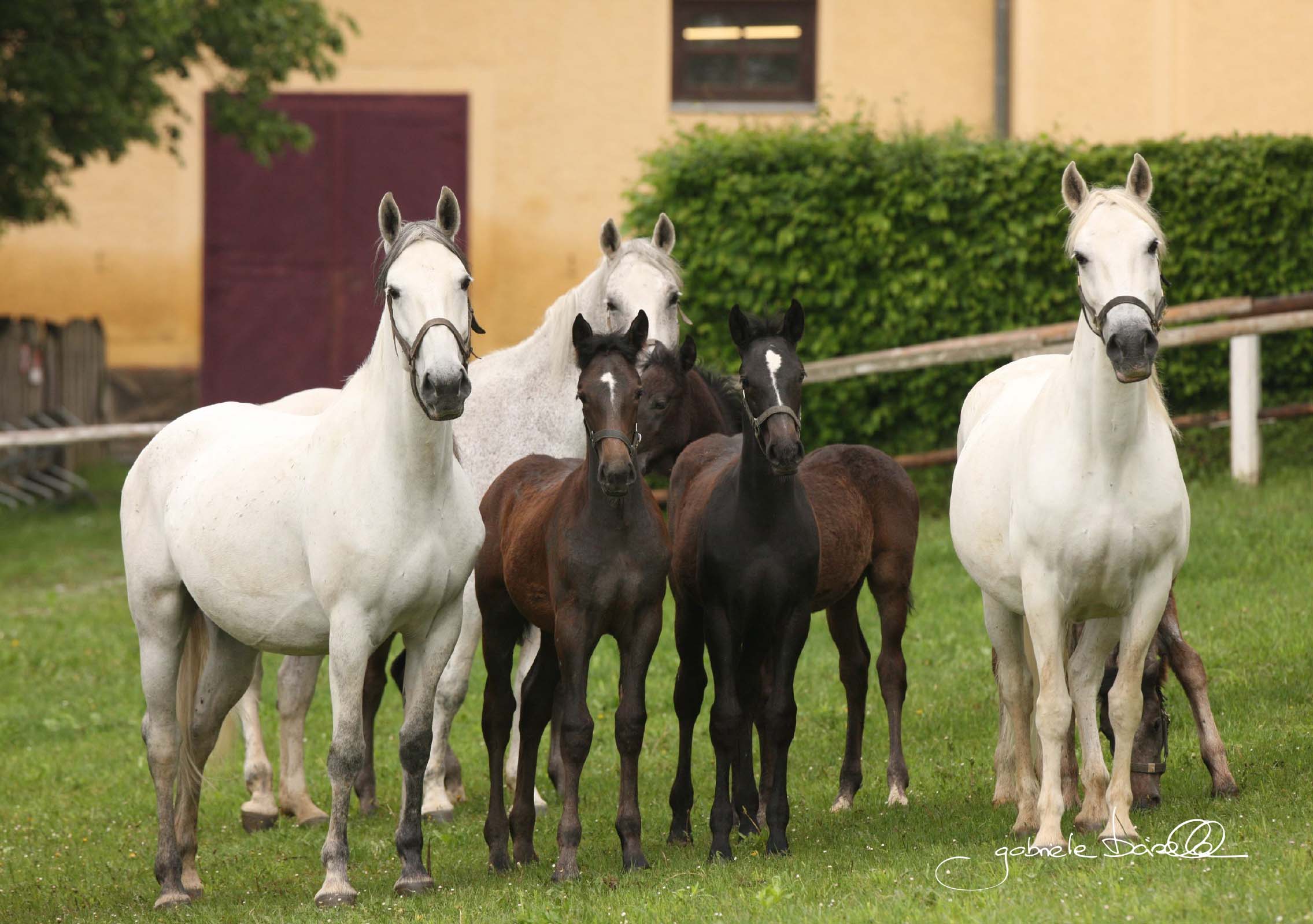 Lipizzanergestüt Piber: Unabhängiger Besuch
