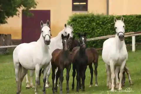 Lipizzaner Stud Farm Visit