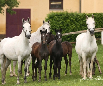 Visita à Coudelaria Lipizzaner