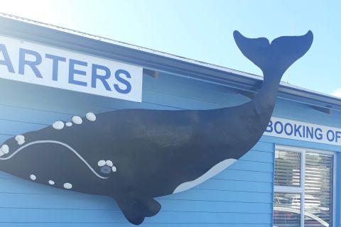 From Cape Town: Hermanus Whale Watching Tour with Transfer