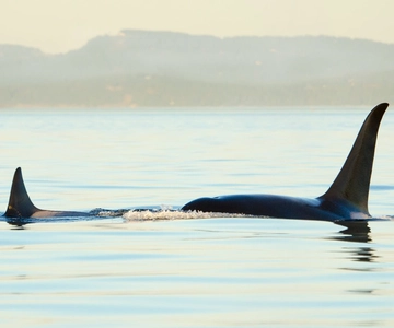 Juneau: Whale Watching and Mendenhall Glacier Day Trip