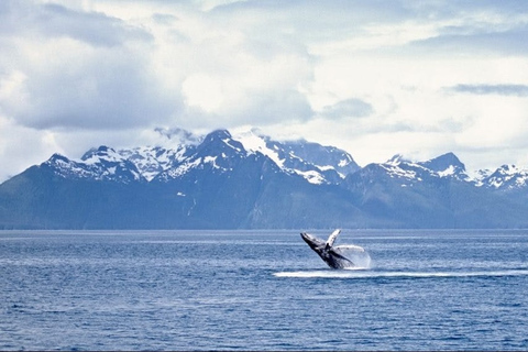 Juneau: Obserwacja wielorybów i jednodniowa wycieczka na lodowiec Mendenhall