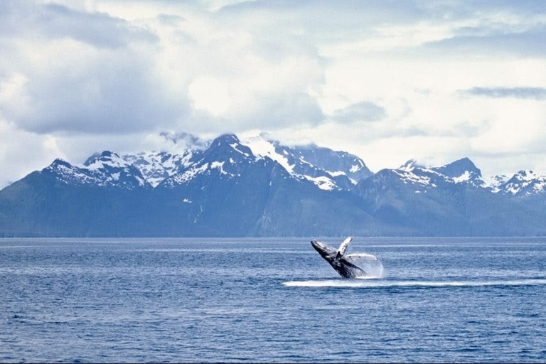 Juneau: Obserwacja wielorybów i jednodniowa wycieczka na lodowiec Mendenhall