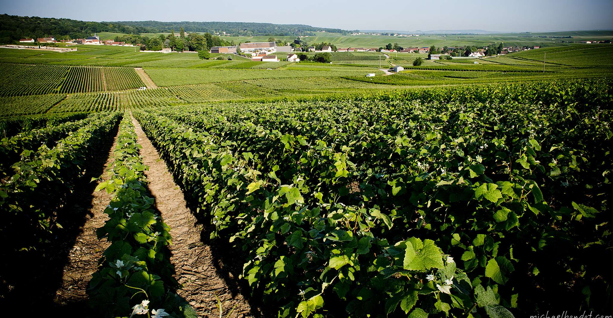 Champagne, Canard-Duchêne Champagne House Tour - Housity