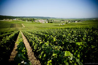 Champagne, Duck-Duchêne Champagne House Tour - Housity
