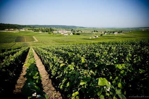 Champagne : visite de la maison de champagne Canard-DuchêneVisite découverte en français
