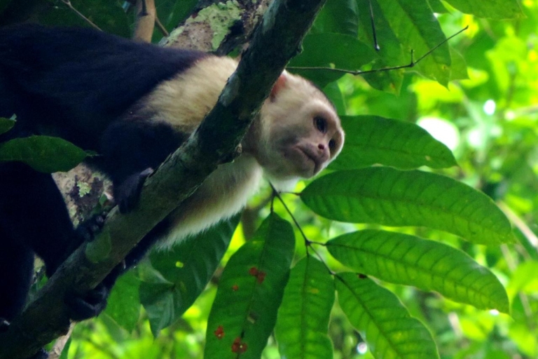 Desde la ciudad de Panamá: tour en barco a la isla de los monos con traslado