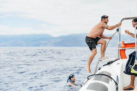 Depuis Funchal : Aventure avec les dauphins en bateau rapide