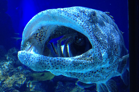 Cairns: Tour guidato al crepuscolo dell&#039;AcquarioCairns: tour guidato al crepuscolo dell&#039;Acquario