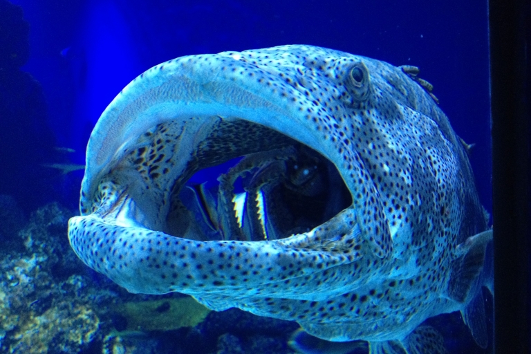 Cairns: Geführte Dämmerungstour durch das Aquarium