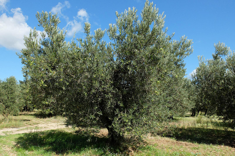 Vino, olio d&#039;oliva e villaggi panoramici della Provenza