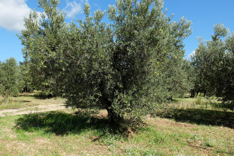 Vino, olio d&#039;oliva e villaggi panoramici della Provenza