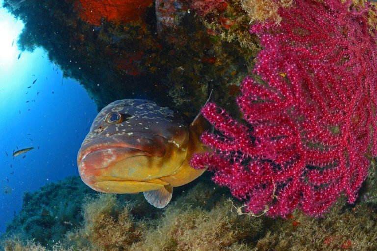 Calvi : Tour en bateau pour la plongée en apnée à la Pointe de la RevellataCalvi : sortie snorkeling à la pointe de la Revellata