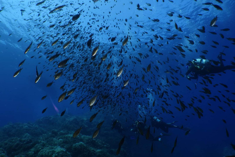 Calvi: Pointe de la Revellata Snorkeling Boat Tour