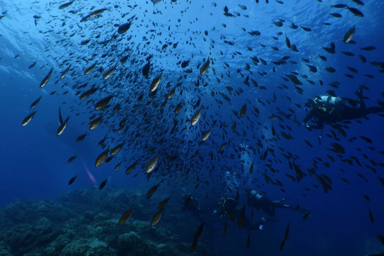 Calvi: Pointe de la Revellata Snorkeling Boat Tour