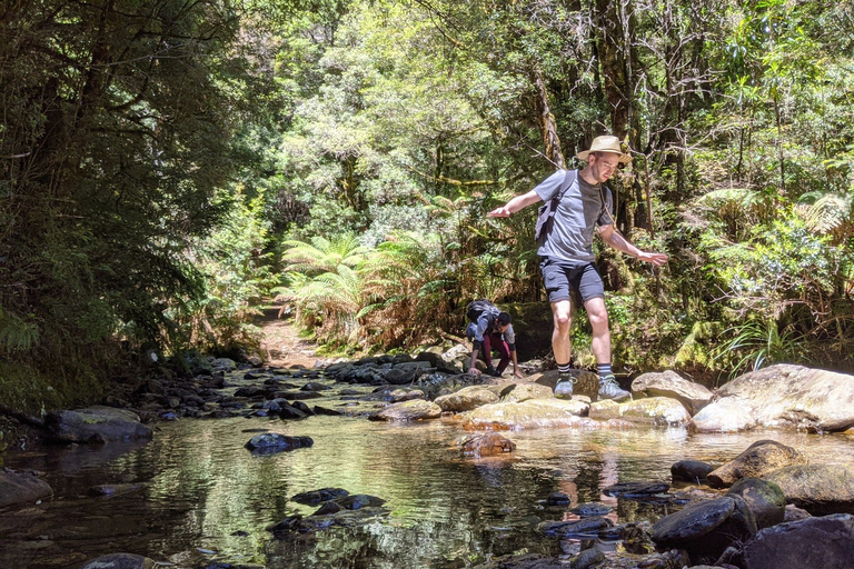 Tasmanië: Wildernis en wilde dieren 6-daagse rondleiding met gidsTour met een tweepersoons-hostelkamer