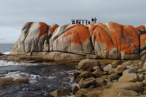 Tasmania: Excursión guiada de 6 días por la naturaleza y la vida salvajeTour con Albergue Habitación Doble