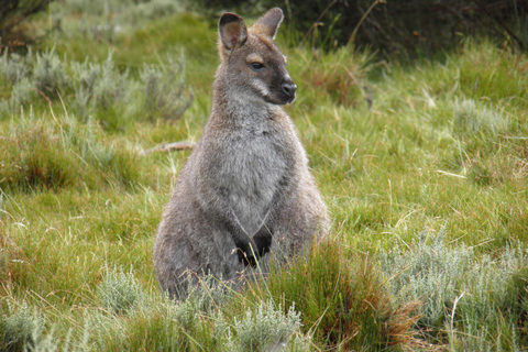 Tasmania: Excursión guiada de 6 días por la naturaleza y la vida salvajeTour con Albergue Habitación Doble