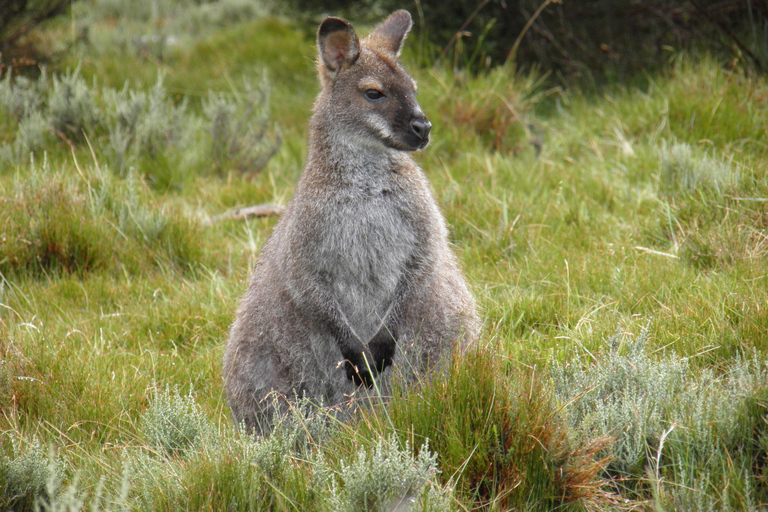 Tasmania: Wilderness and Wildlife Guided 6-Day TourTour with Motel Twin Room