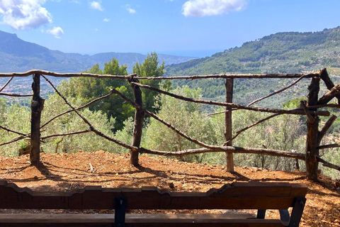 Serra de Tramuntana, Fornalutx: The olive tree: culture, cultivation, tasting.