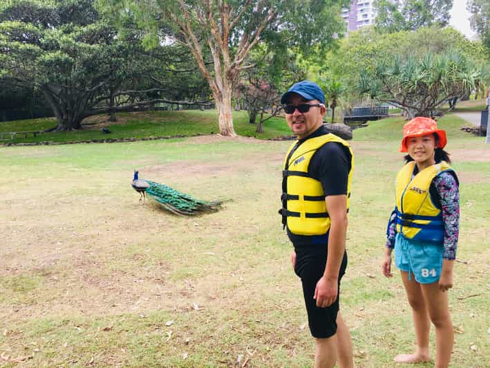 Gold Coast 2Hour Standup Paddleboarding Tour & Marine Life GetYourGuide