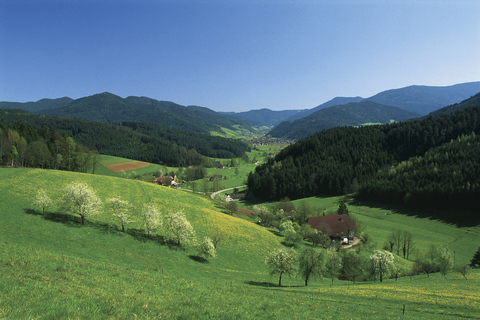 Zürich: busdagtrip Zwarte Woud, Titisee en Rijnwaterval