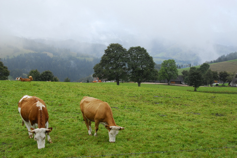 Zurich: Black Forest, Titisee, and Rhine Falls Bus Day Trip