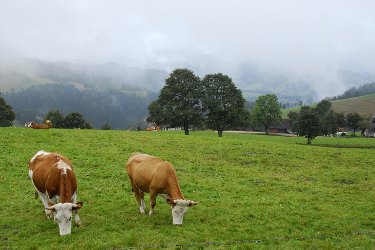 Zürich: busdagtrip Zwarte Woud, Titisee en Rijnwaterval