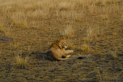 乌干达：3日游——默奇森瀑布与犀牛/黑猩猩追踪之旅乌干达：3日游，包含穆希逊瀑布和犀牛/黑猩猩徒步旅行