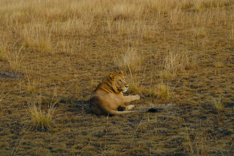乌干达：3日游——默奇森瀑布与犀牛/黑猩猩追踪之旅乌干达：3日游，包含穆希逊瀑布和犀牛/黑猩猩徒步旅行